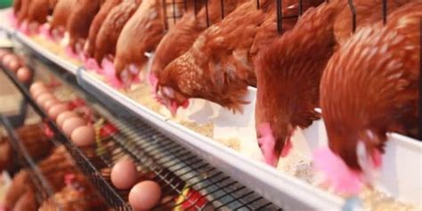 Cara Beternak Ayam Petelur yang Sukses